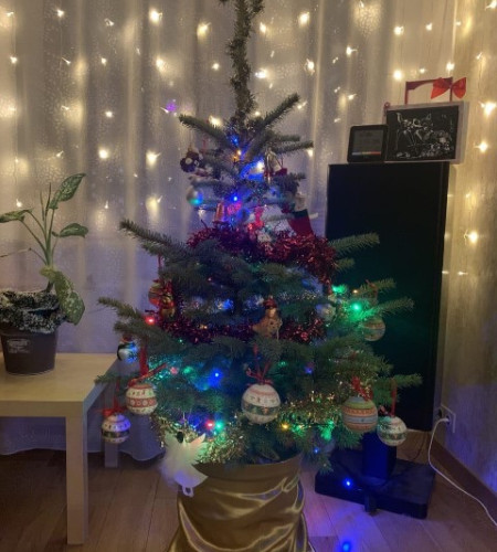 ЕЛЬ ГОЛУБАЯ (КАШПО) ЕЛЬ ГОЛУБАЯ (КАШПО)