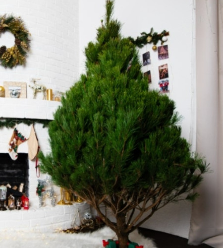 Сосна Канадская — Пышная Длиннохвойная (срез) Сосна Канадская — Пышная Длиннохвойная (срез)