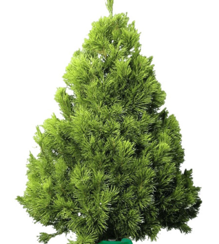 Сосна Канадская — Пышная Длиннохвойная (срез) Сосна Канадская — Пышная Длиннохвойная (срез)