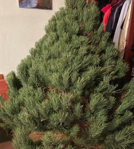 Сосна Канадская — Пышная Длиннохвойная (срез) Сосна Канадская — Пышная Длиннохвойная (срез)