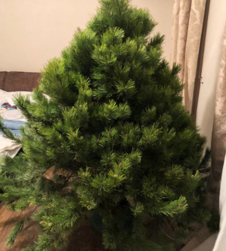 Сосна Канадская — Пышная Длиннохвойная (срез) Сосна Канадская — Пышная Длиннохвойная (срез)