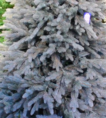 ЕЛЬ ГОЛУБАЯ (КАШПО) ЕЛЬ ГОЛУБАЯ (КАШПО)