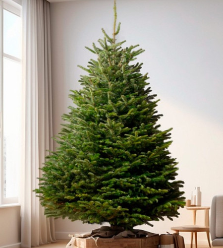 Пихта Нордмана — Датская (срез) Пихта Нордмана — Датская (срез)