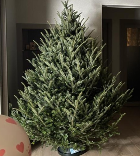 Пихта Фразера — Элитная (срез) Пихта Фразера — Элитная (срез)