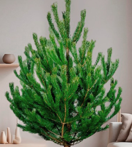 СОСНА РУССКАЯ (СРЕЗ) СОСНА РУССКАЯ (СРЕЗ)