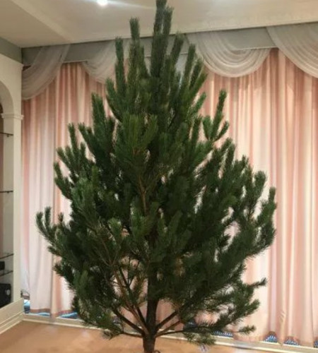 СОСНА РУССКАЯ (СРЕЗ) СОСНА РУССКАЯ (СРЕЗ)