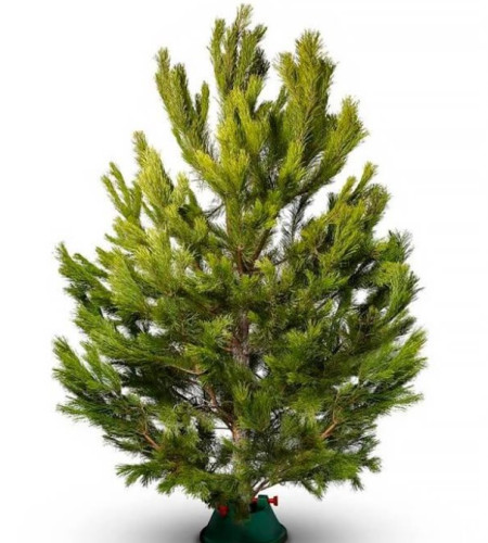 СОСНА РУССКАЯ (СРЕЗ) СОСНА РУССКАЯ (СРЕЗ)