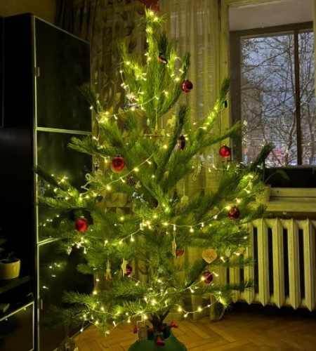 СОСНА РУССКАЯ (СРЕЗ) СОСНА РУССКАЯ (СРЕЗ)